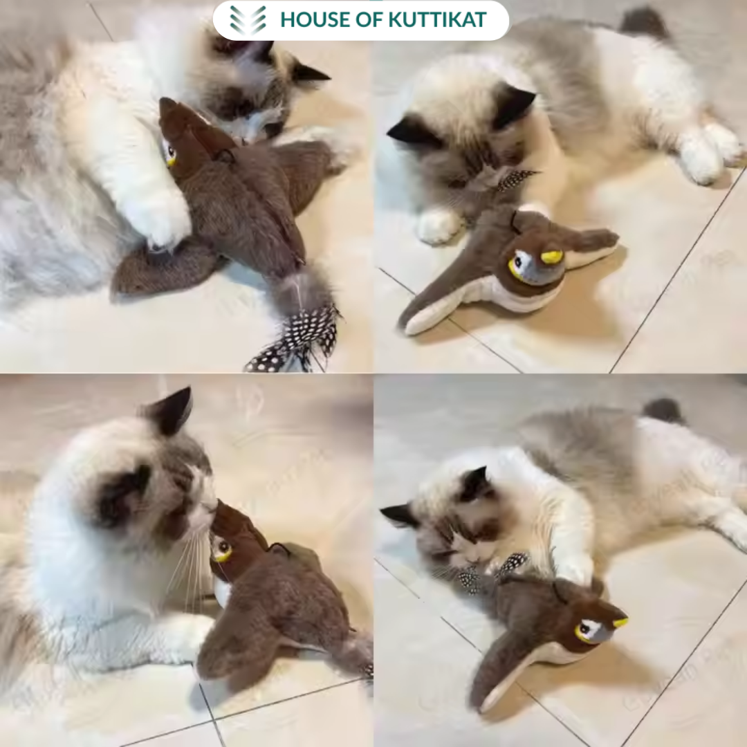 Cat Bird Toy