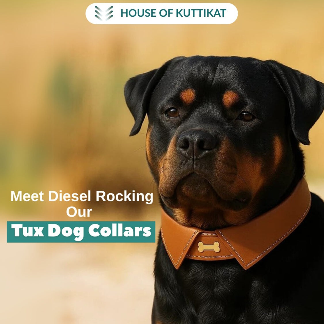 Tux Style Dog Collar