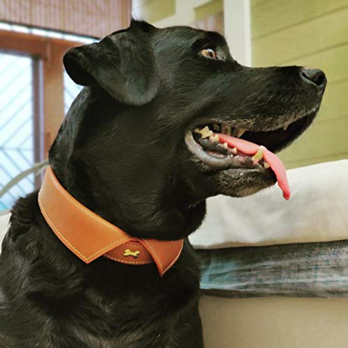Tux Style Dog Collar