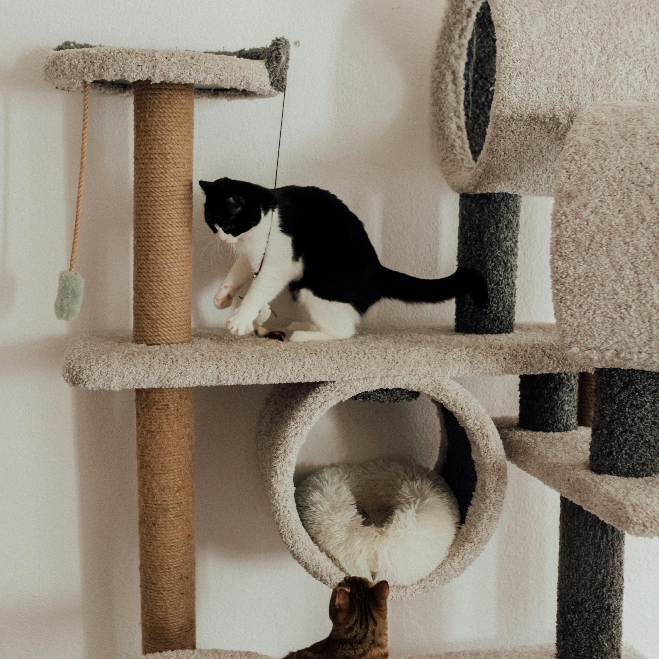 Pet Accessories